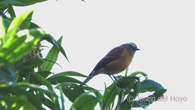 Brown-backed Chat-Tyrant - ML605218071