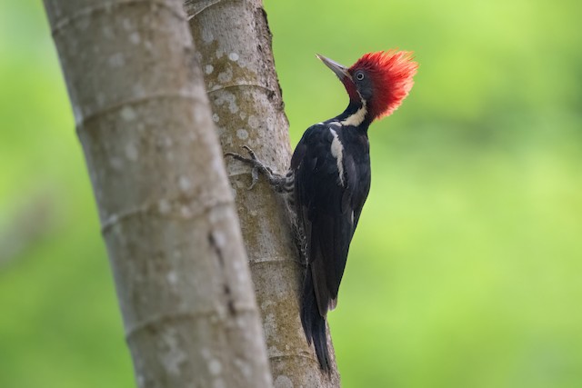 Lineated Woodpecker