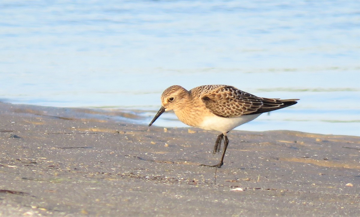 eBird Checklist 20 Aug 2023 Honeymoon Island SP 27 species