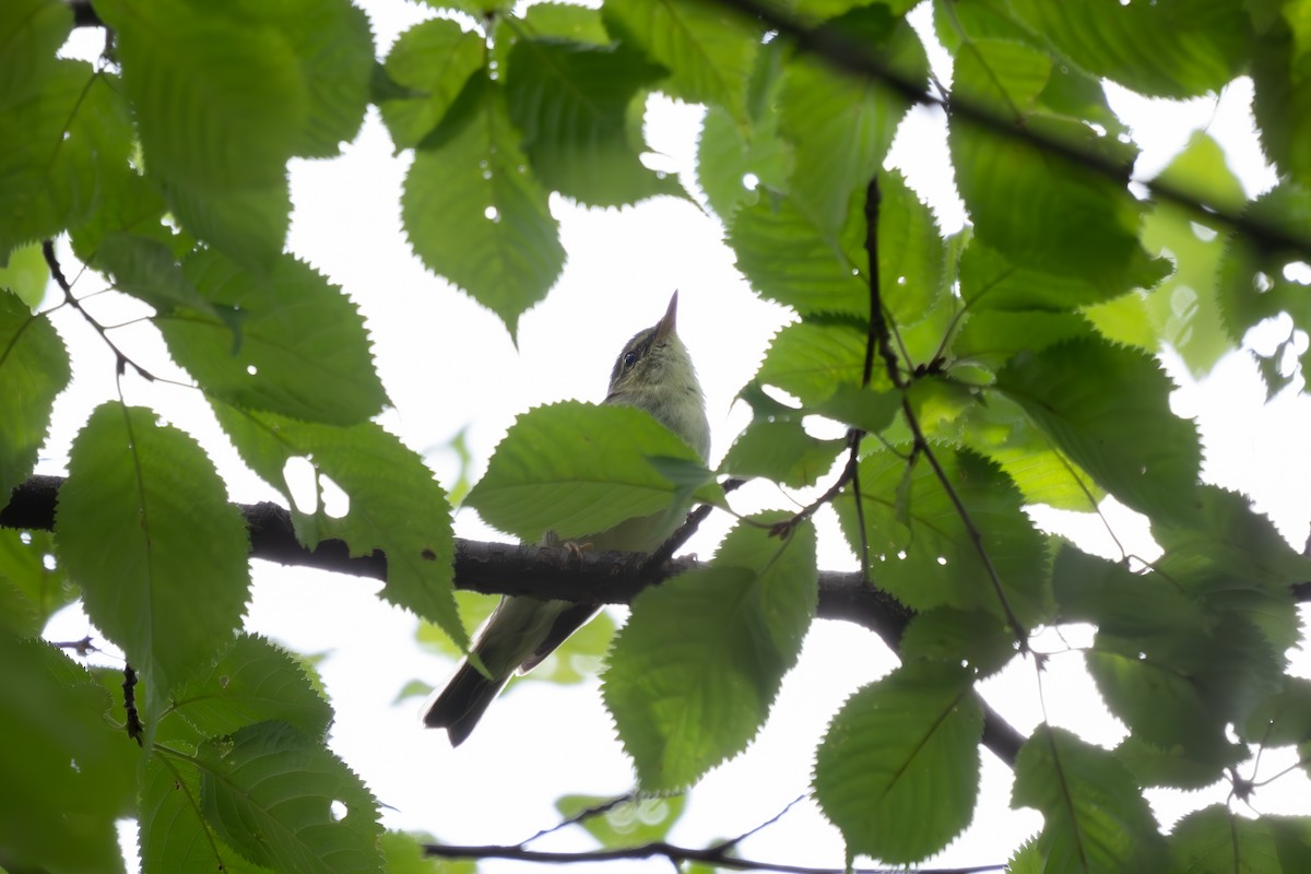Japanese Leaf Warbler - ML605221471