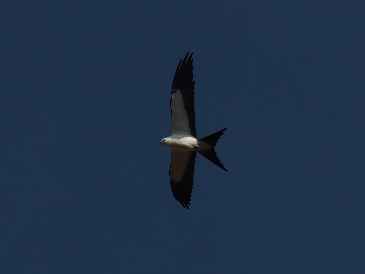 Swallow-tailed Kite - ML605224861