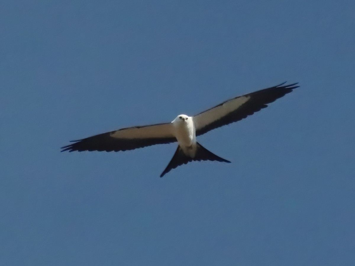 Swallow-tailed Kite - ML605224891
