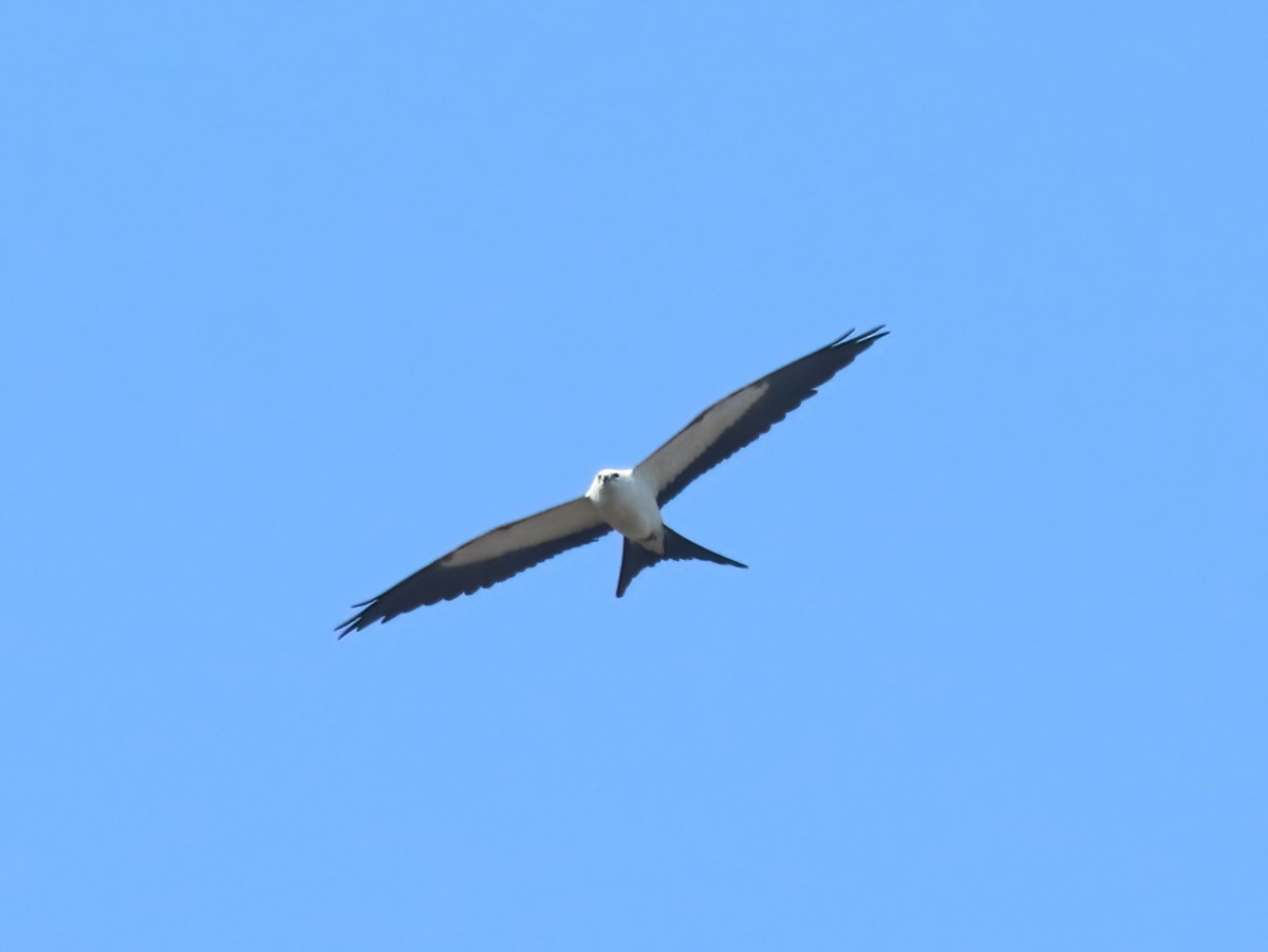 Swallow-tailed Kite - ML605225971