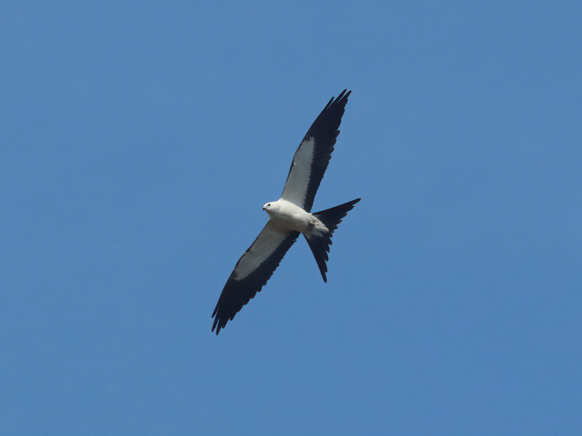 Swallow-tailed Kite - ML605225981