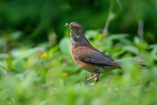 Rufous-backed Robin