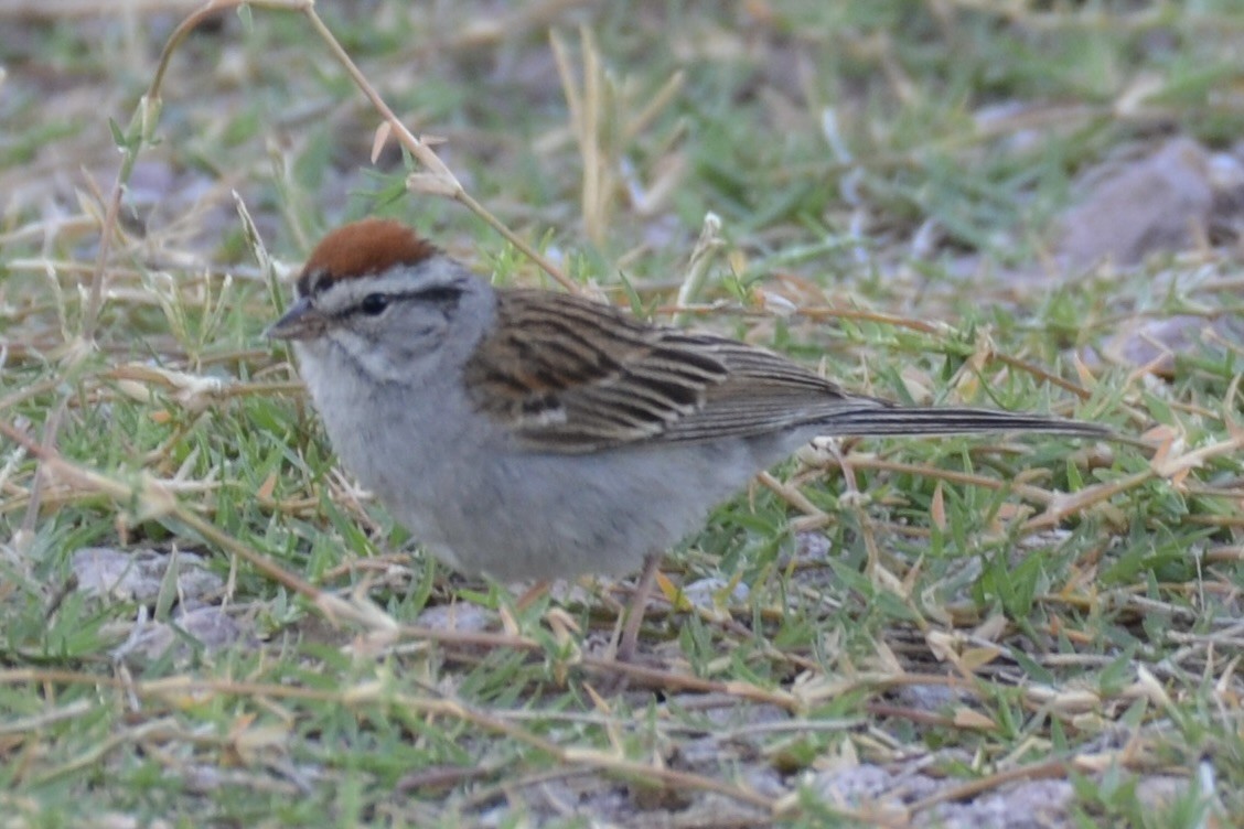 Chipping Sparrow - ML605228701