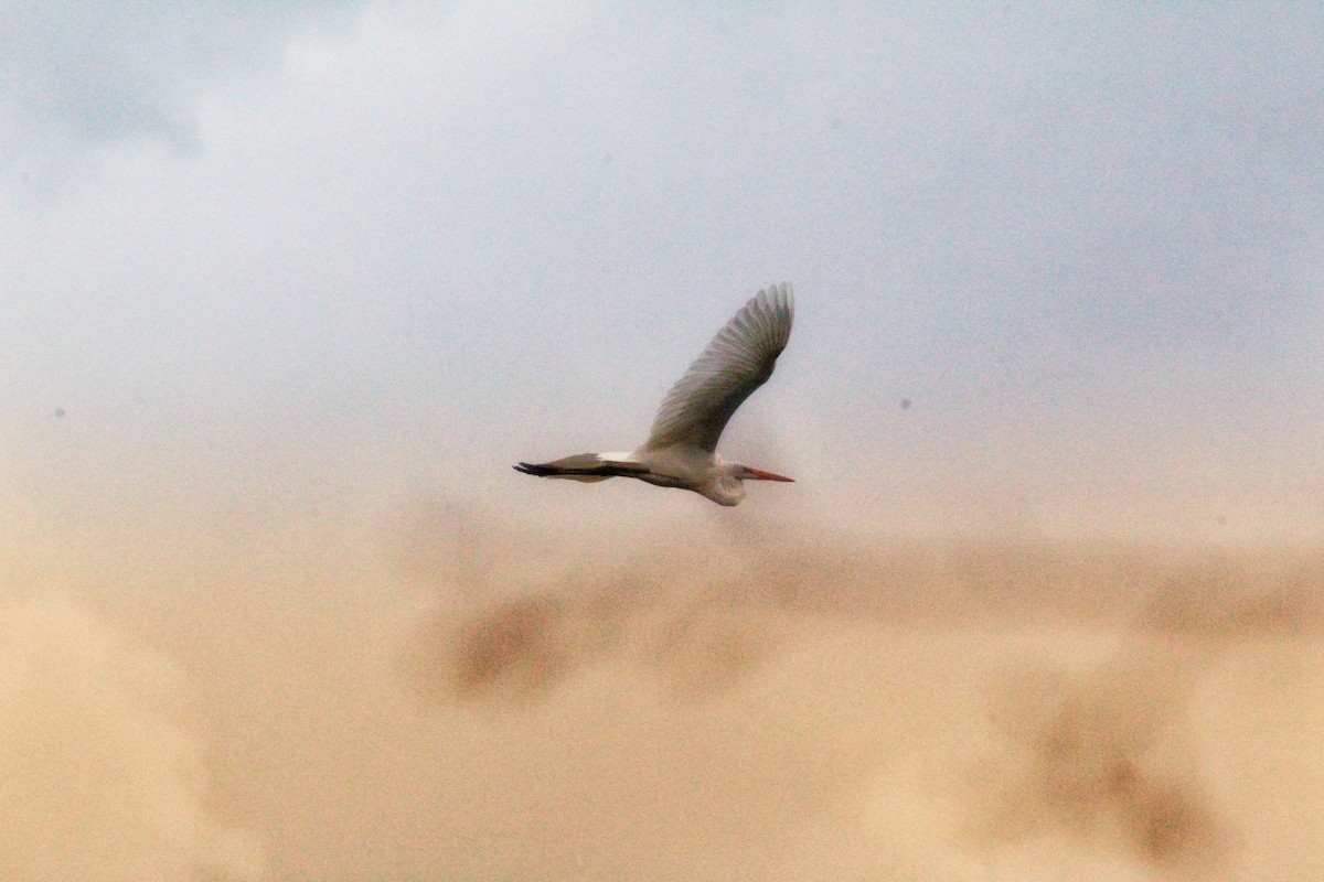 Great Egret - Davi Mota