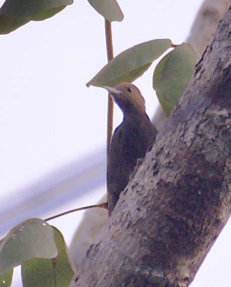 Bamboo Woodpecker - ML605235241
