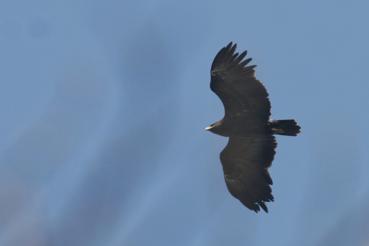 Greater Spotted Eagle - ML605237981