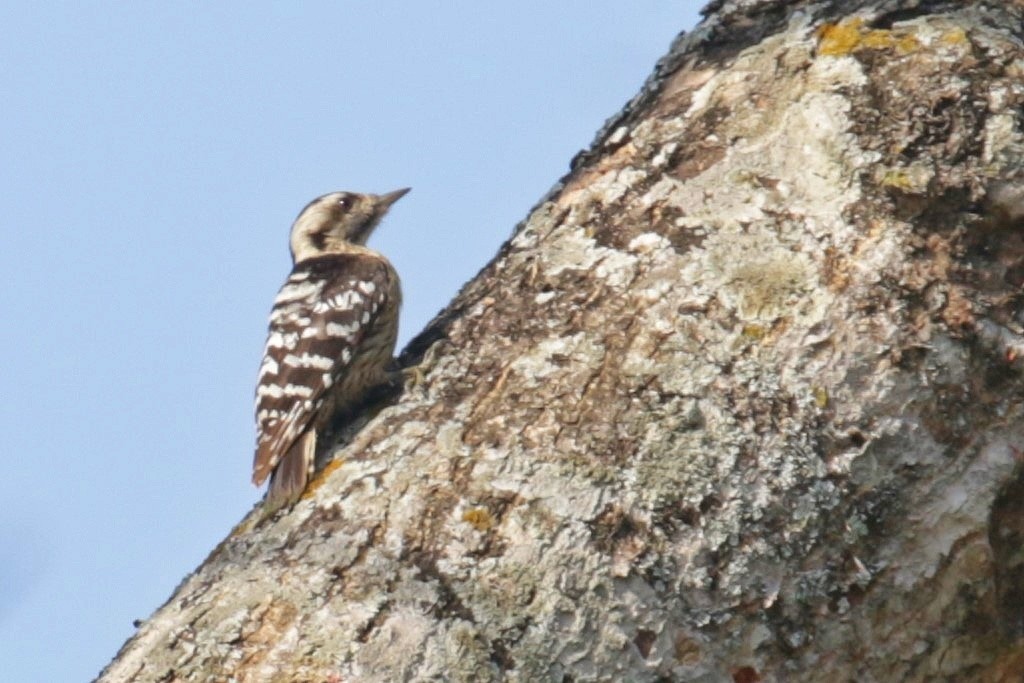 Gray-capped Pygmy Woodpecker - Ali Atahan