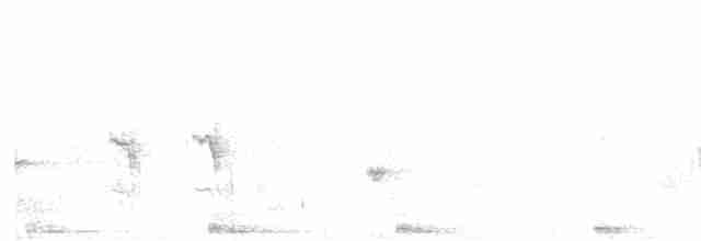 Баблер білочеревий - ML605238351