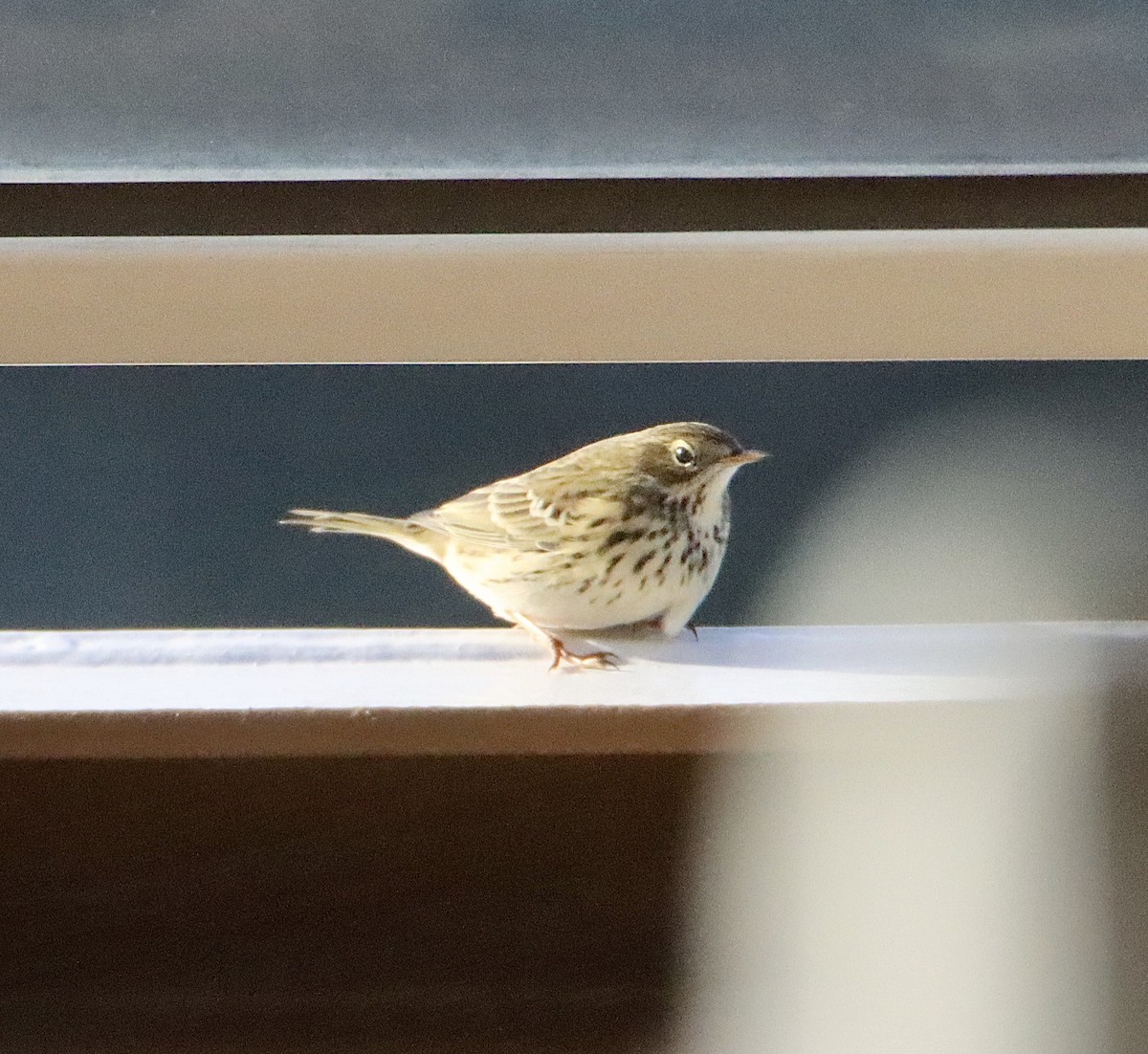 Meadow Pipit - ML605238521