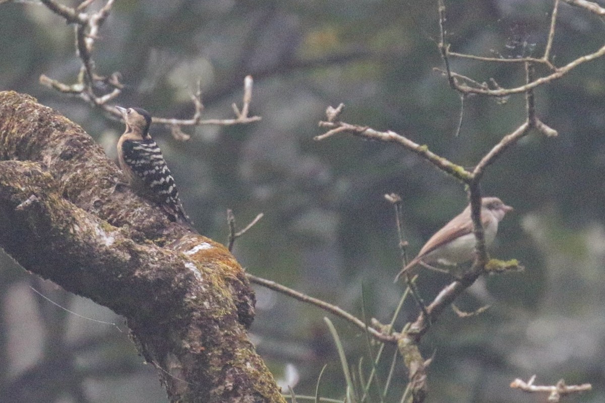 Fulvous-breasted Woodpecker - ML605240581