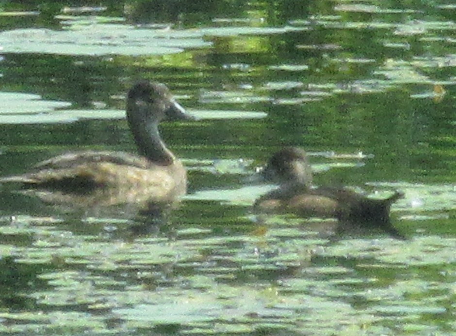 Ring-necked Duck - ML605241351