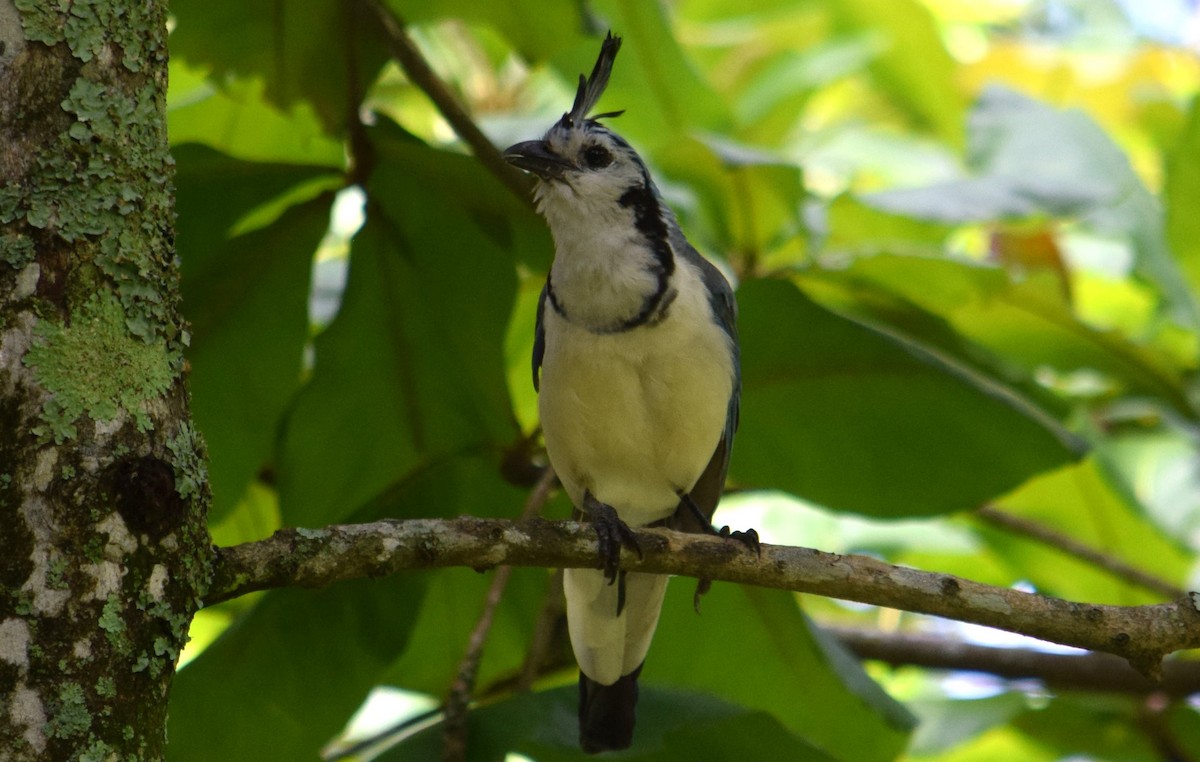 White-throated Magpie-Jay - ML605242501
