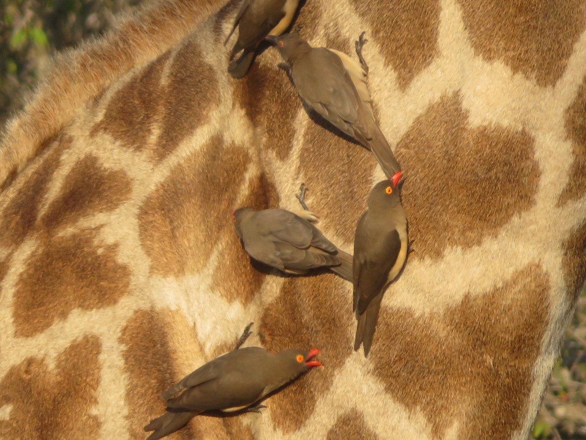 Red-billed Oxpecker - ML605249231