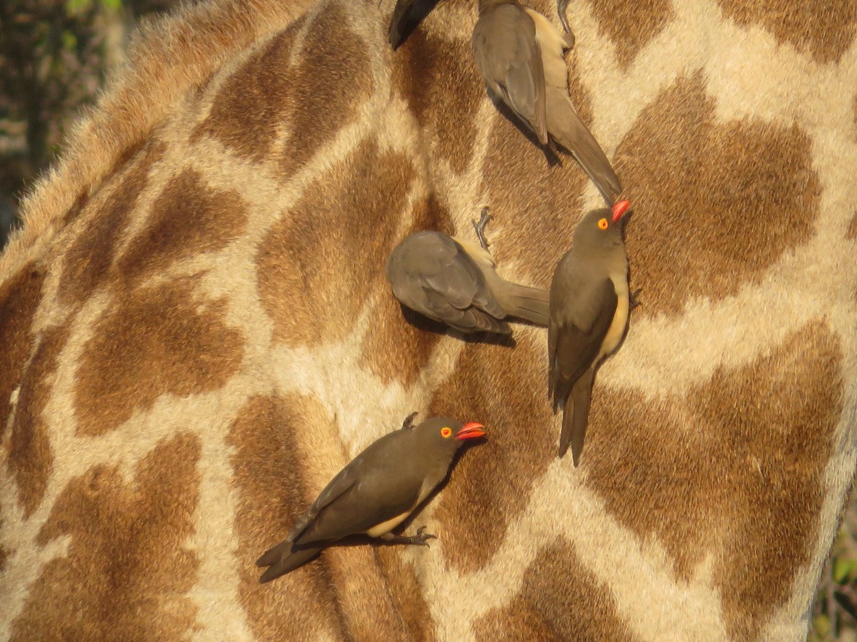 Red-billed Oxpecker - ML605249241