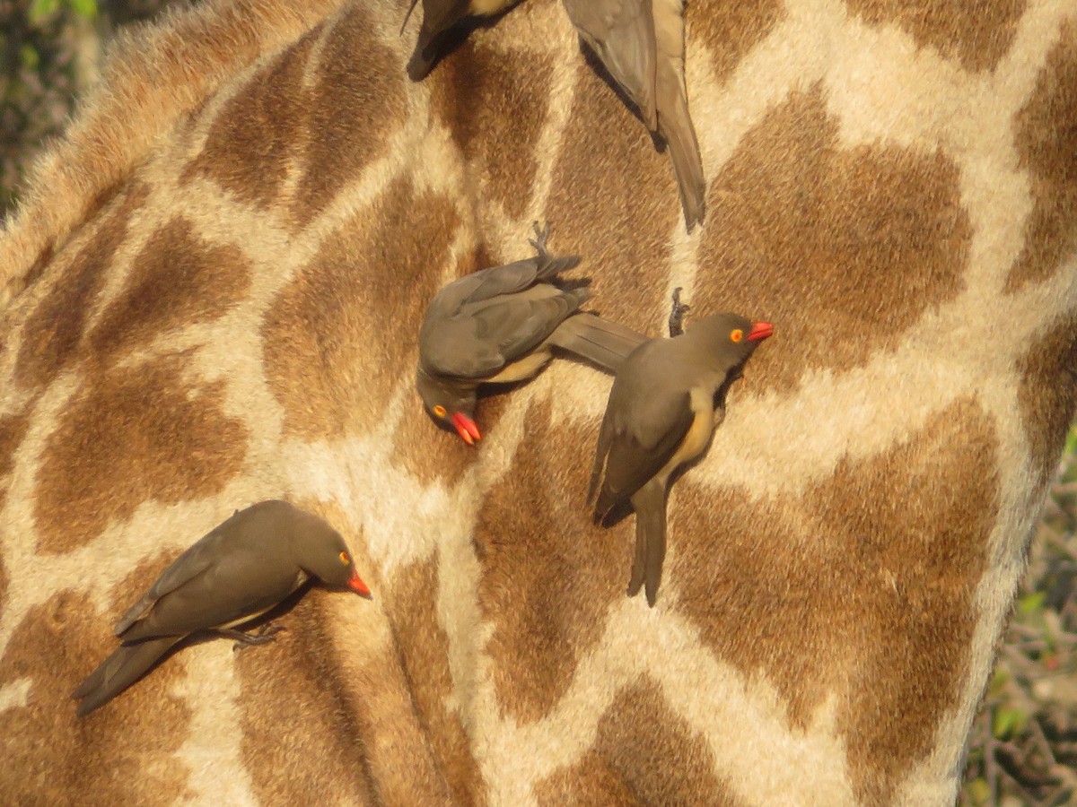 Red-billed Oxpecker - ML605249251