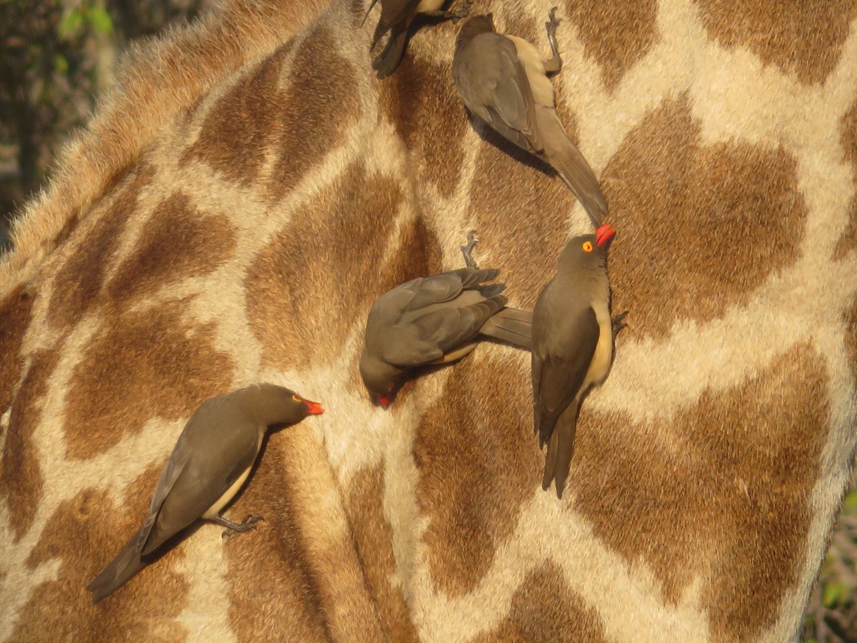 Red-billed Oxpecker - ML605249261