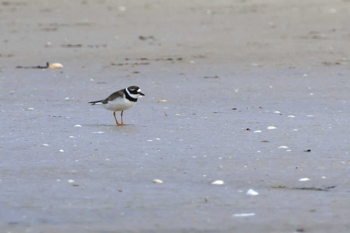 Common Ringed Plover - ML605250781