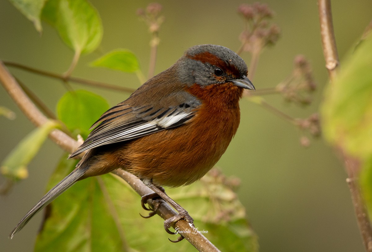Rusty-browed Warbling Finch - Graciela Lencina