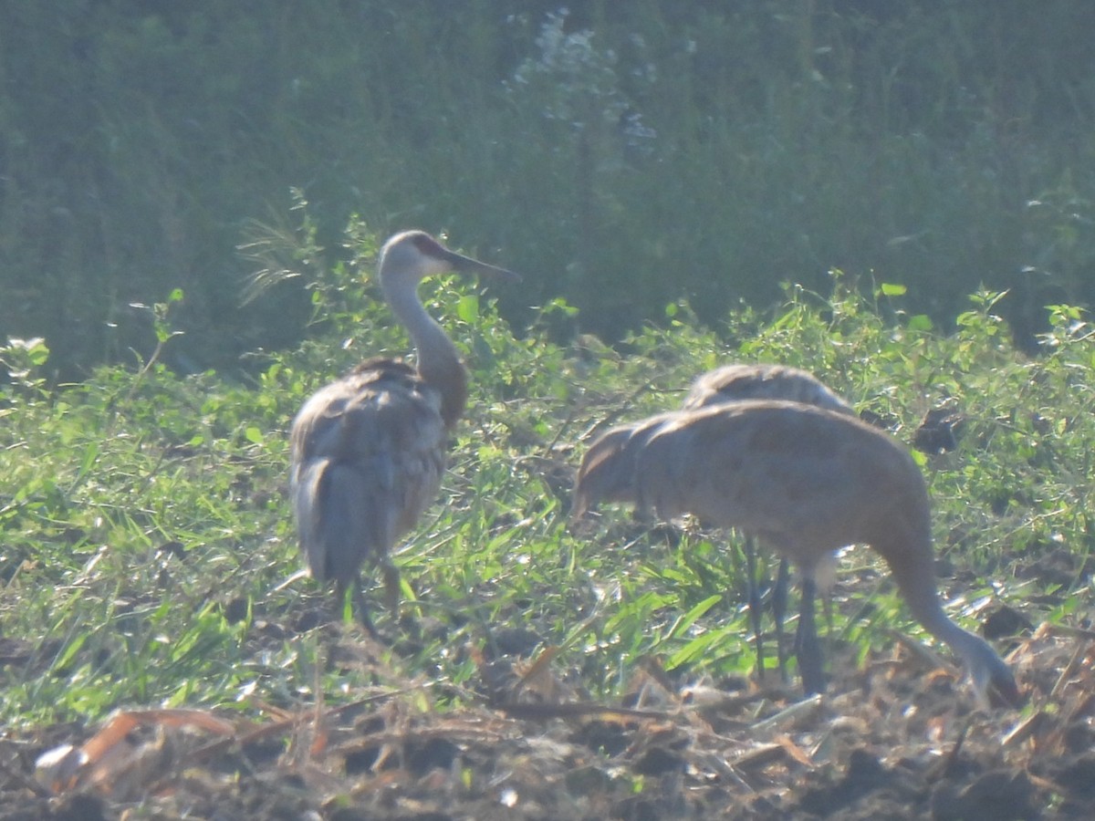 eBird Checklist 20 Aug 2023 172356 Old Springfield Rd, Northampton USMA 42.30107, 72.