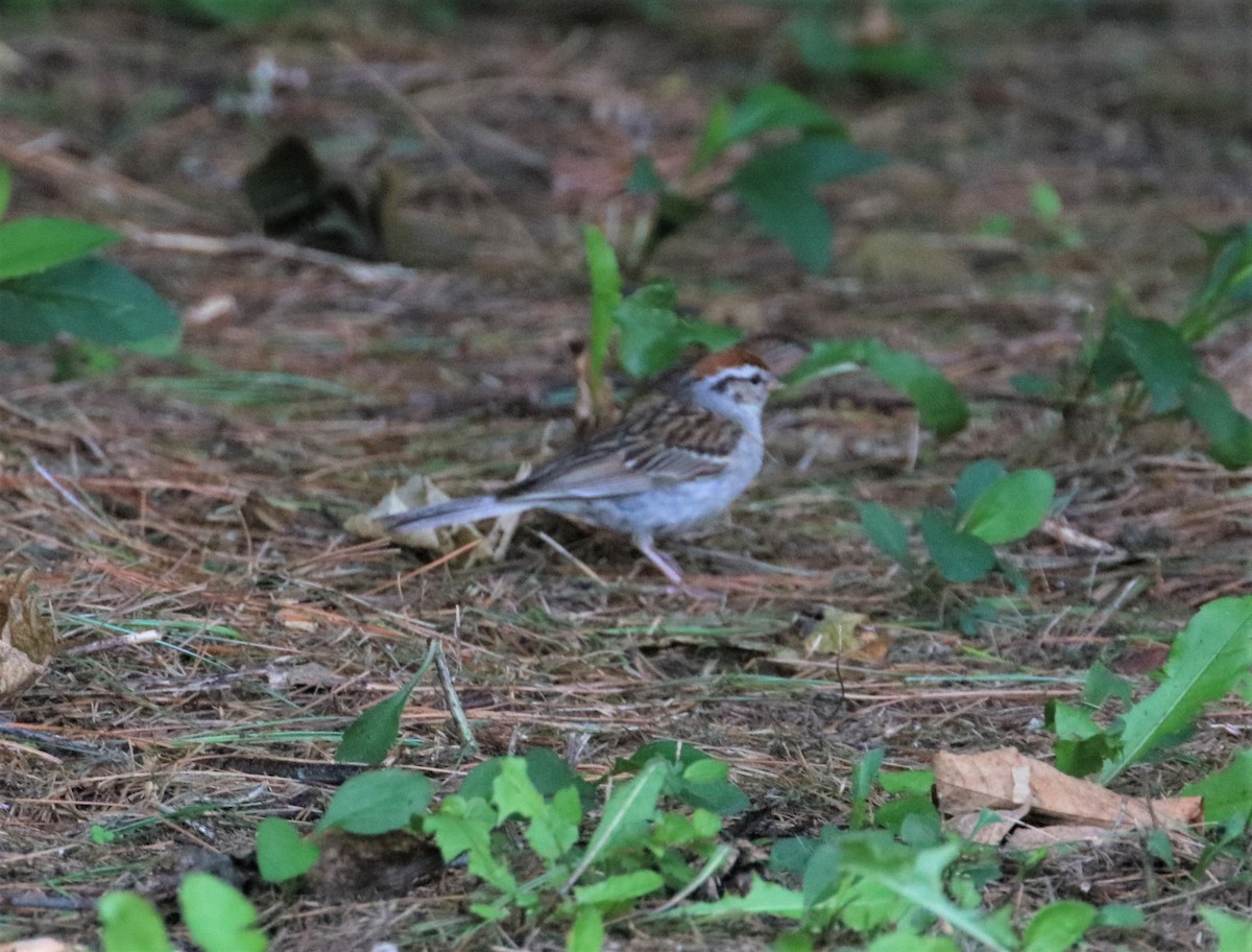 Chipping Sparrow - ML605257721