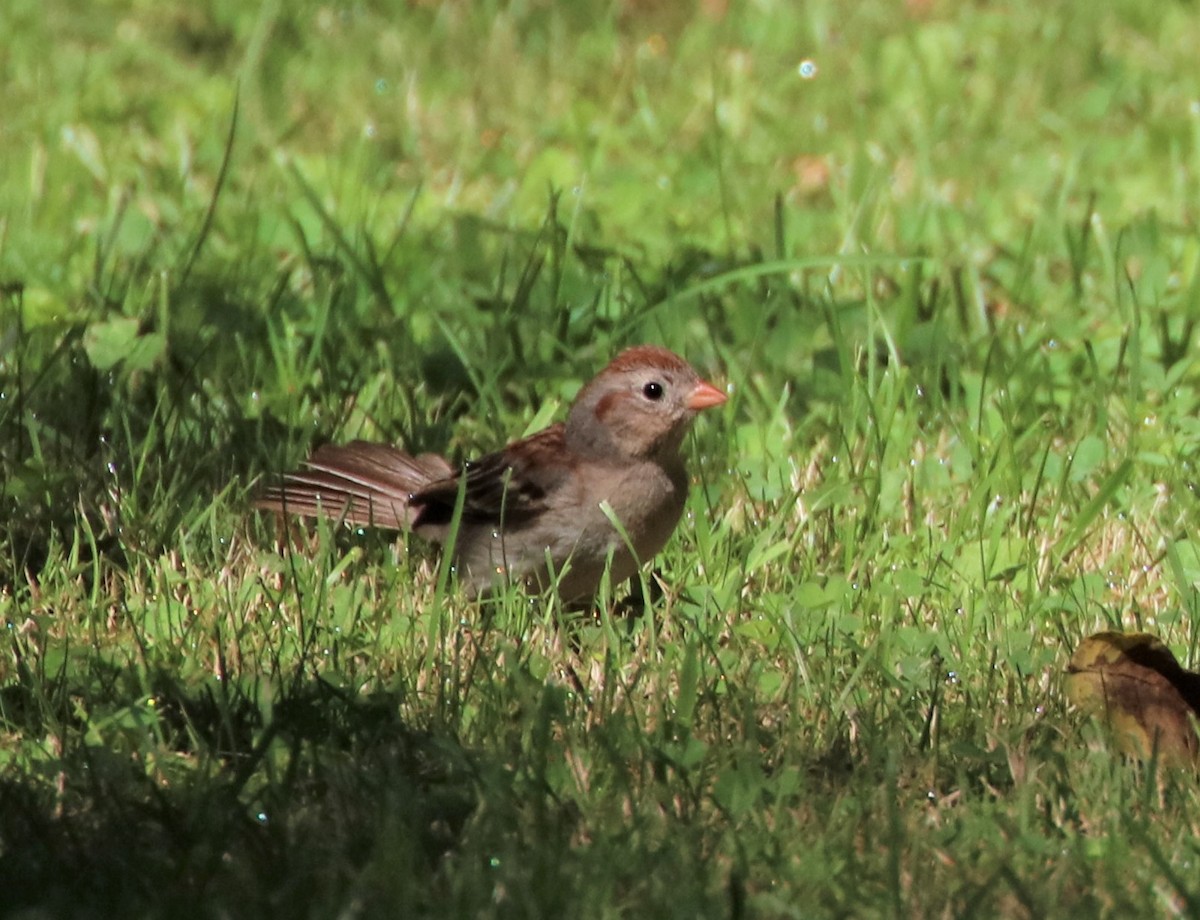 Field Sparrow - ML605258201