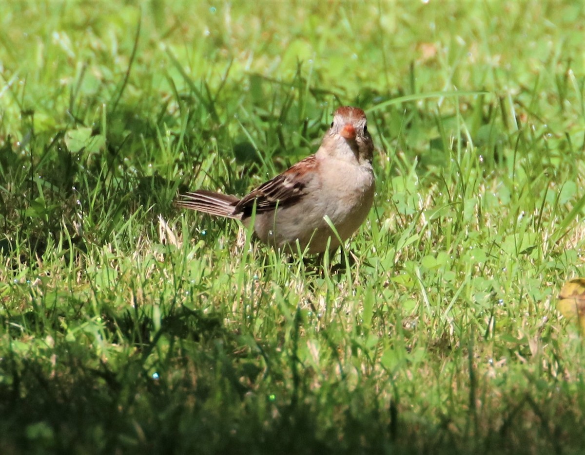Field Sparrow - ML605258571