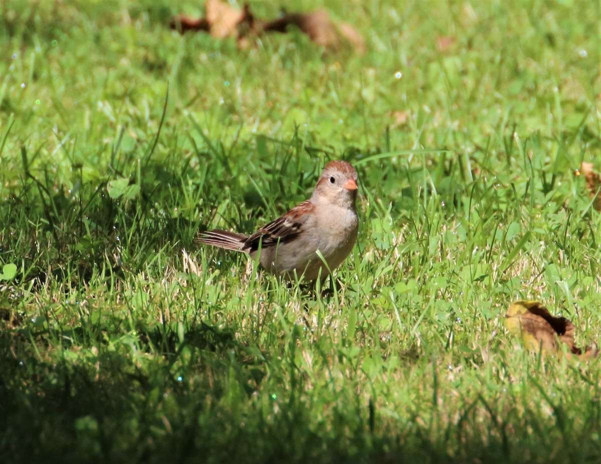 Field Sparrow - ML605258701