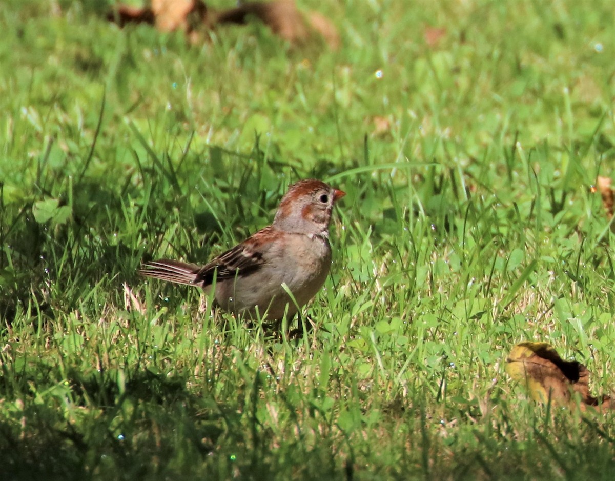 Field Sparrow - ML605258951