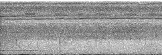 Black-tailed Trogon (Black-tailed) - ML60526