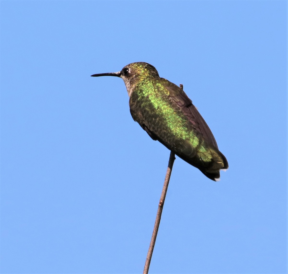 Ruby-throated Hummingbird - Joli Reising