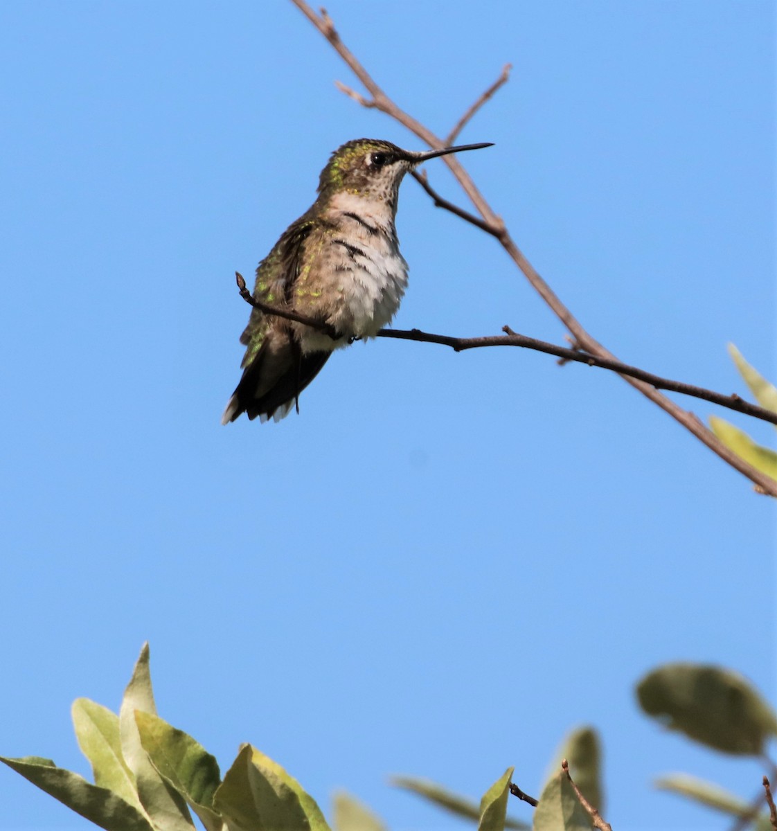 Ruby-throated Hummingbird - ML605264001