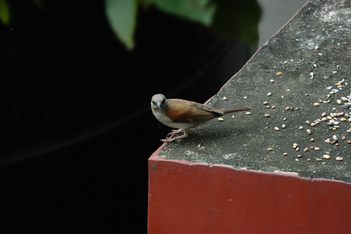 Northern Gray-headed Sparrow - ML605264031