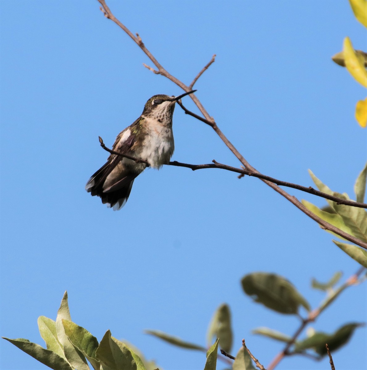 Ruby-throated Hummingbird - ML605265951