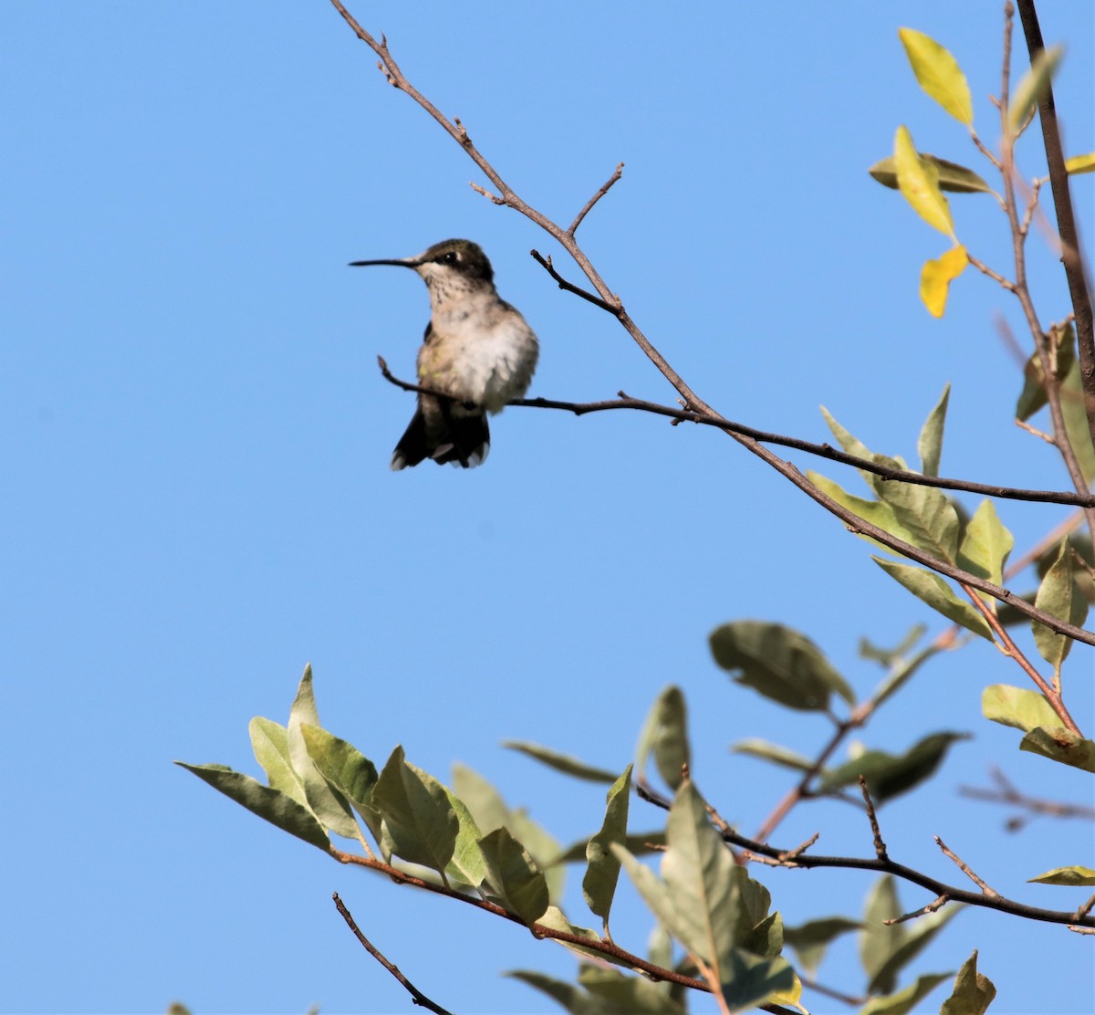 Ruby-throated Hummingbird - ML605266211