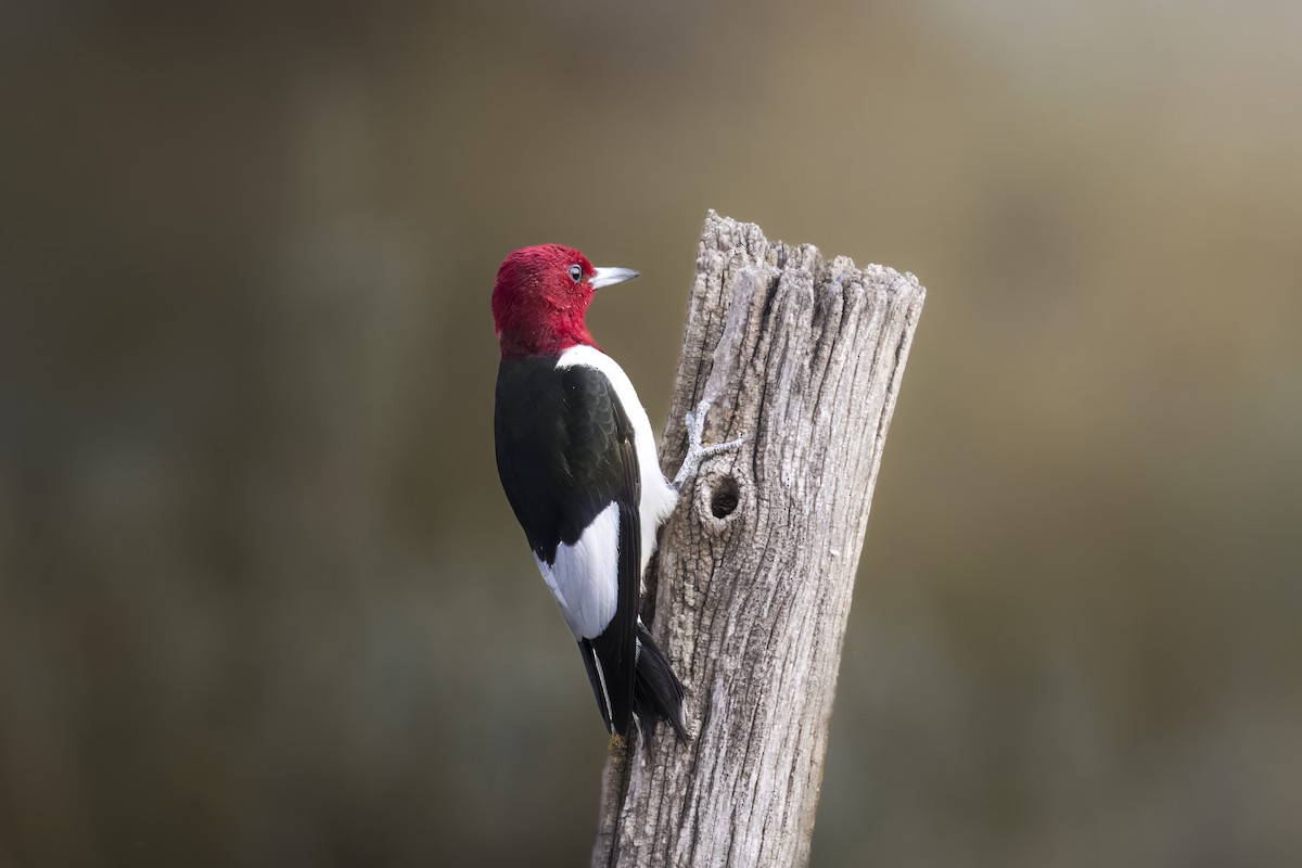 Red-headed Woodpecker - ML605266331