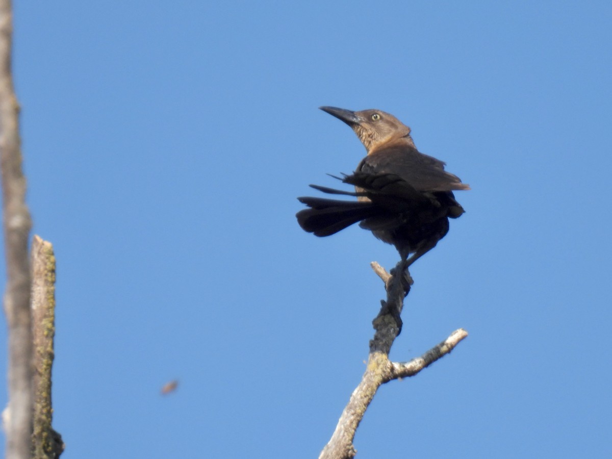 Great-tailed Grackle - ML605266771
