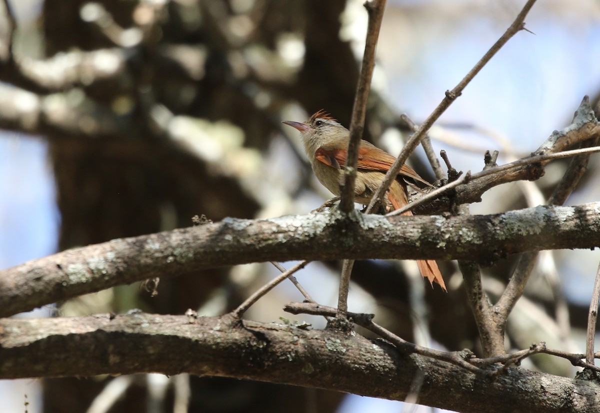 Bolivian Spinetail - ML605268261