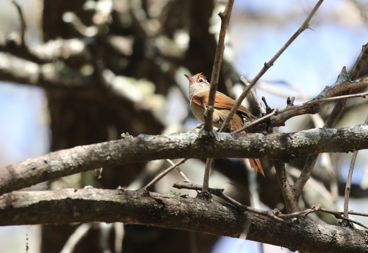 Bolivian Spinetail - ML605268271