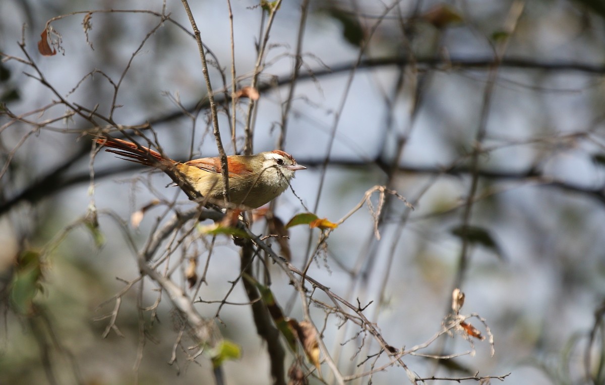 Bolivian Spinetail - ML605268651