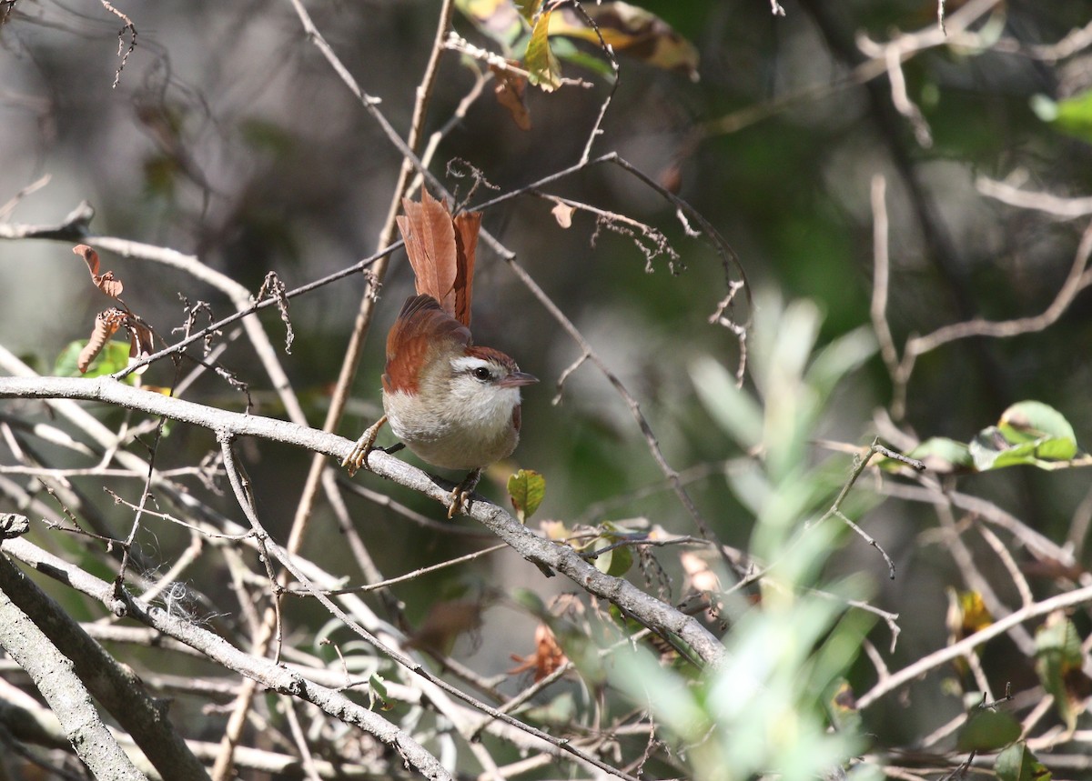 Bolivian Spinetail - ML605268771