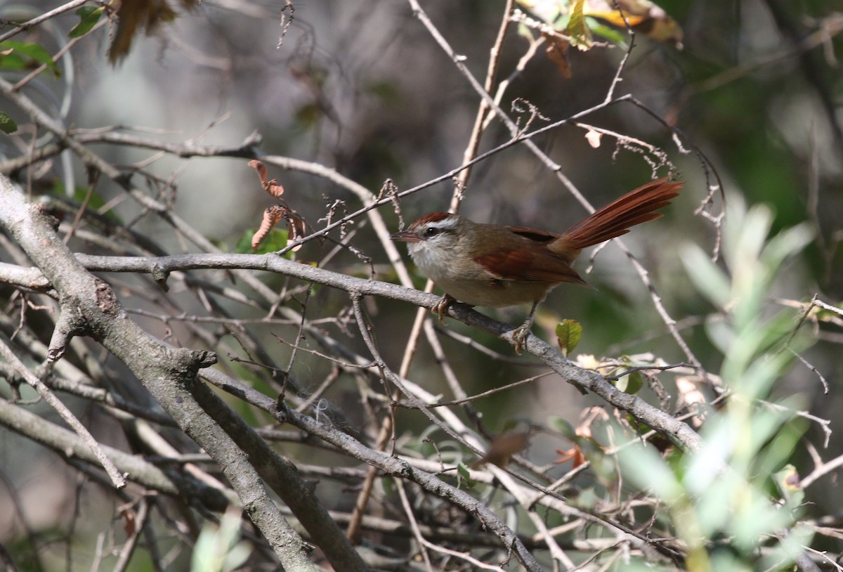 Bolivian Spinetail - ML605269871