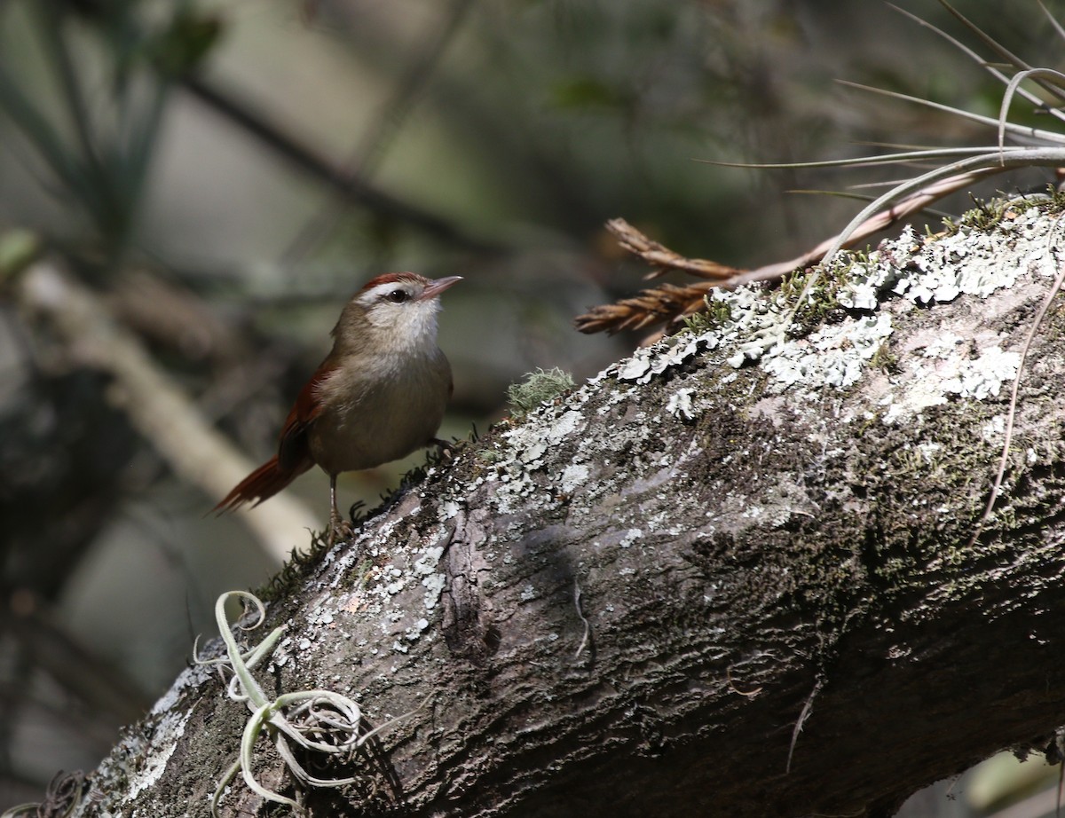 Bolivian Spinetail - ML605269951