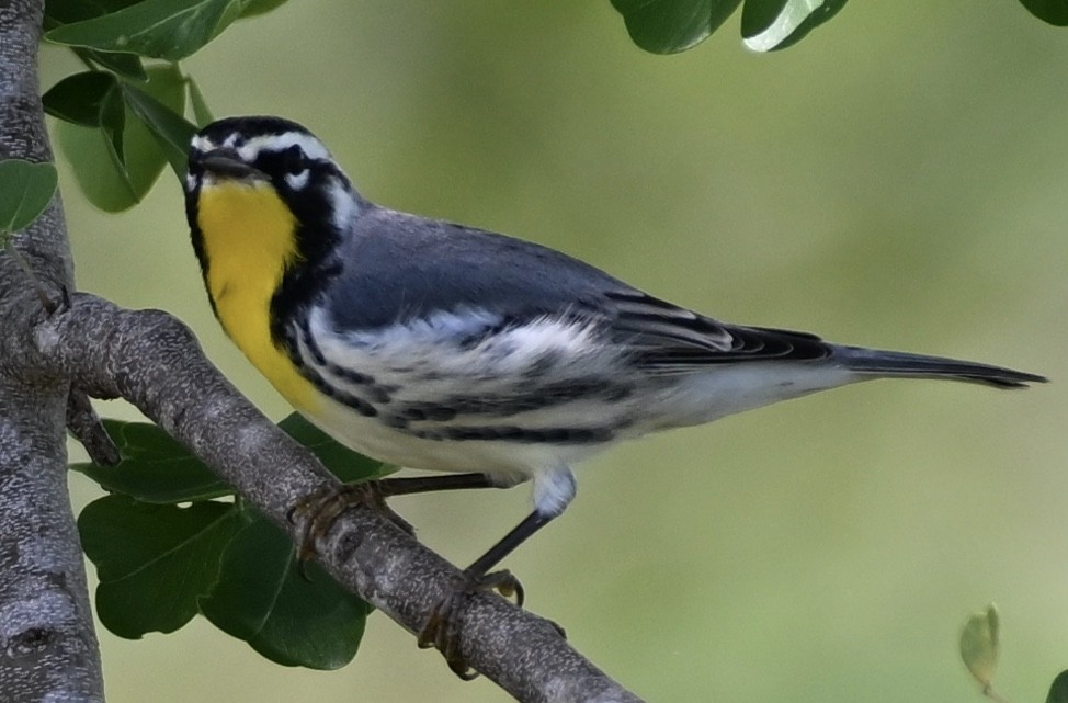Yellow-throated Warbler - ML605273391