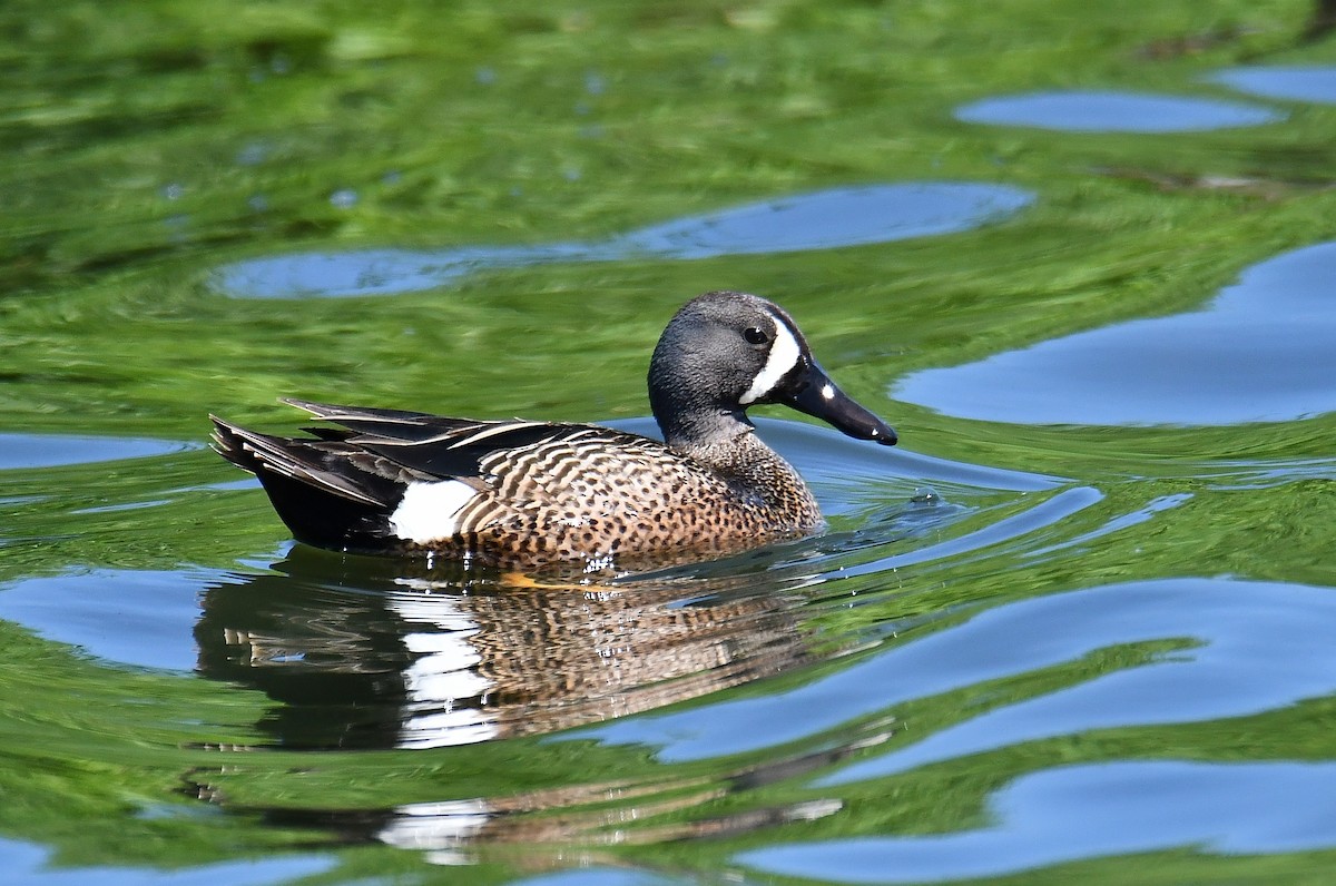 Blue-winged Teal - ML60527391