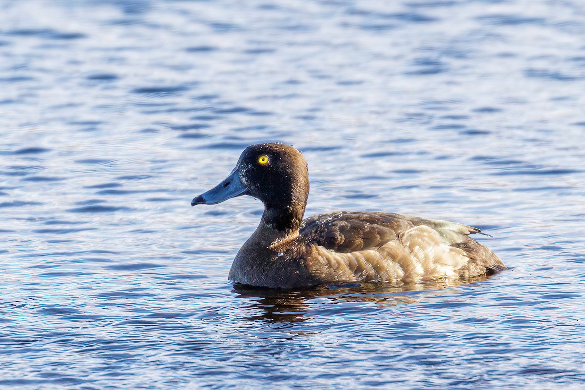Tufted Duck - ML605274691