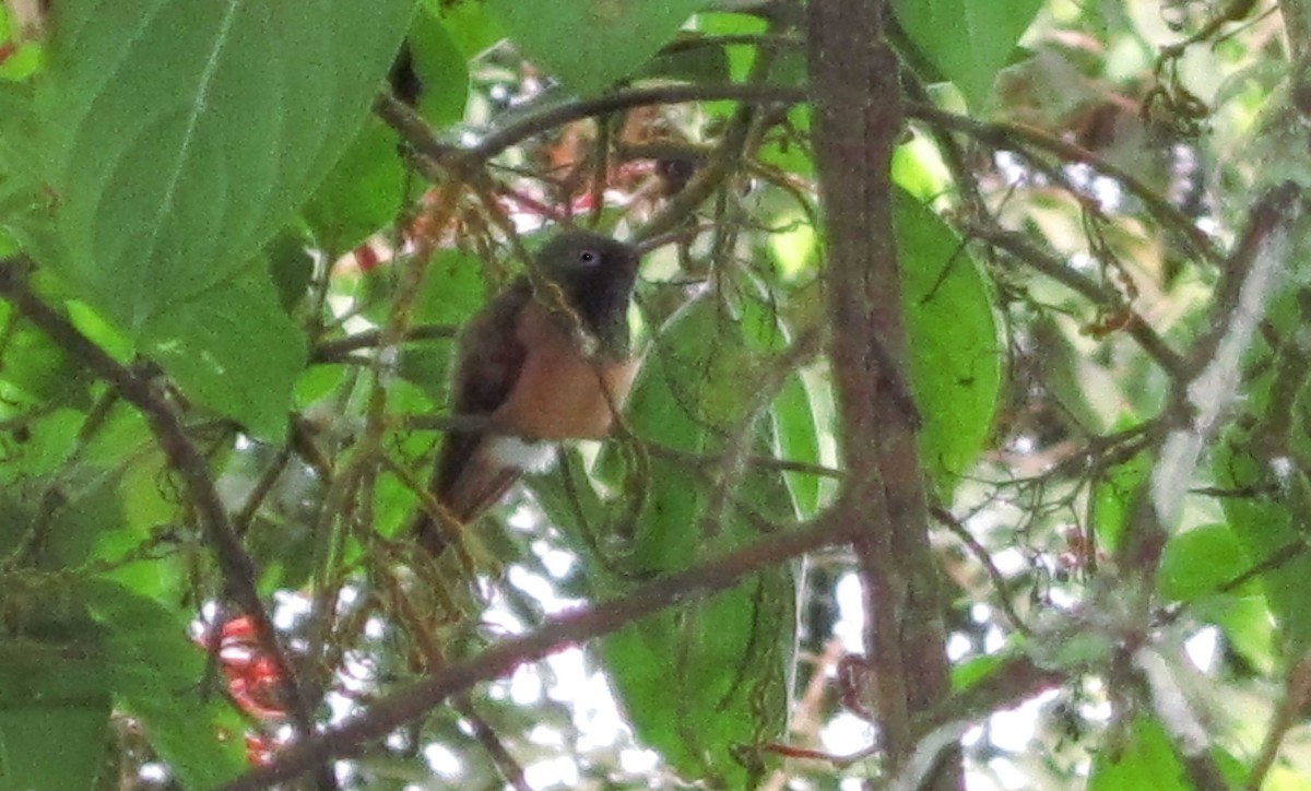 Chestnut-bellied Hummingbird - ML605275391