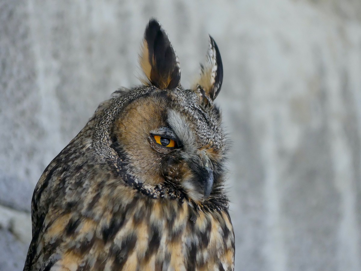Long-eared Owl - ML605276991